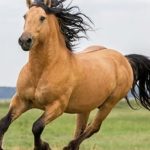 American Horse Breeds