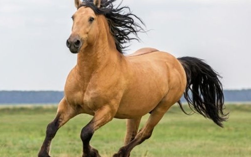 American Horse Breeds